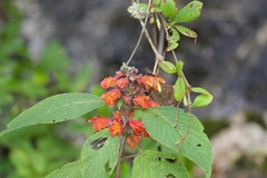 Colquhounia coccinea