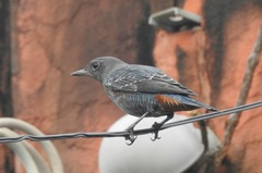 Monticola solitarius philippensis