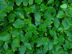 Griselinia littoralis