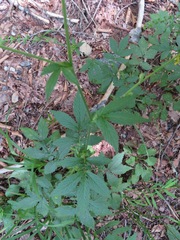Agrimonia pilosa japonica