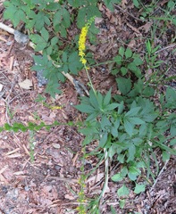 Agrimonia pilosa japonica