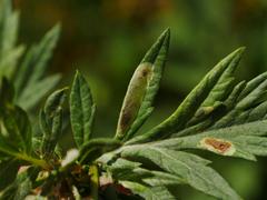 Calycomyza artemisiae