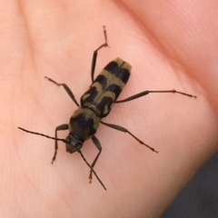 Chlorophorus diadema