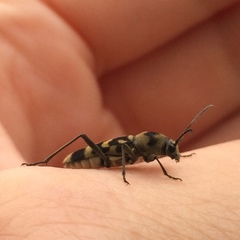 Chlorophorus diadema