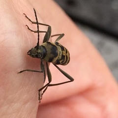 Chlorophorus diadema