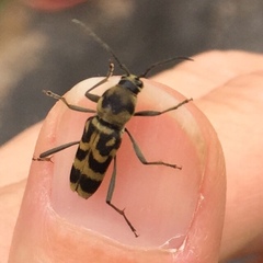 Chlorophorus diadema