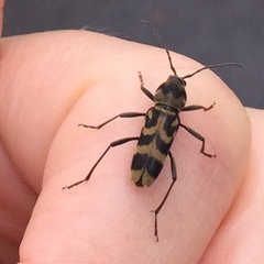 Chlorophorus diadema