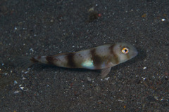 Iniistius aneitensis