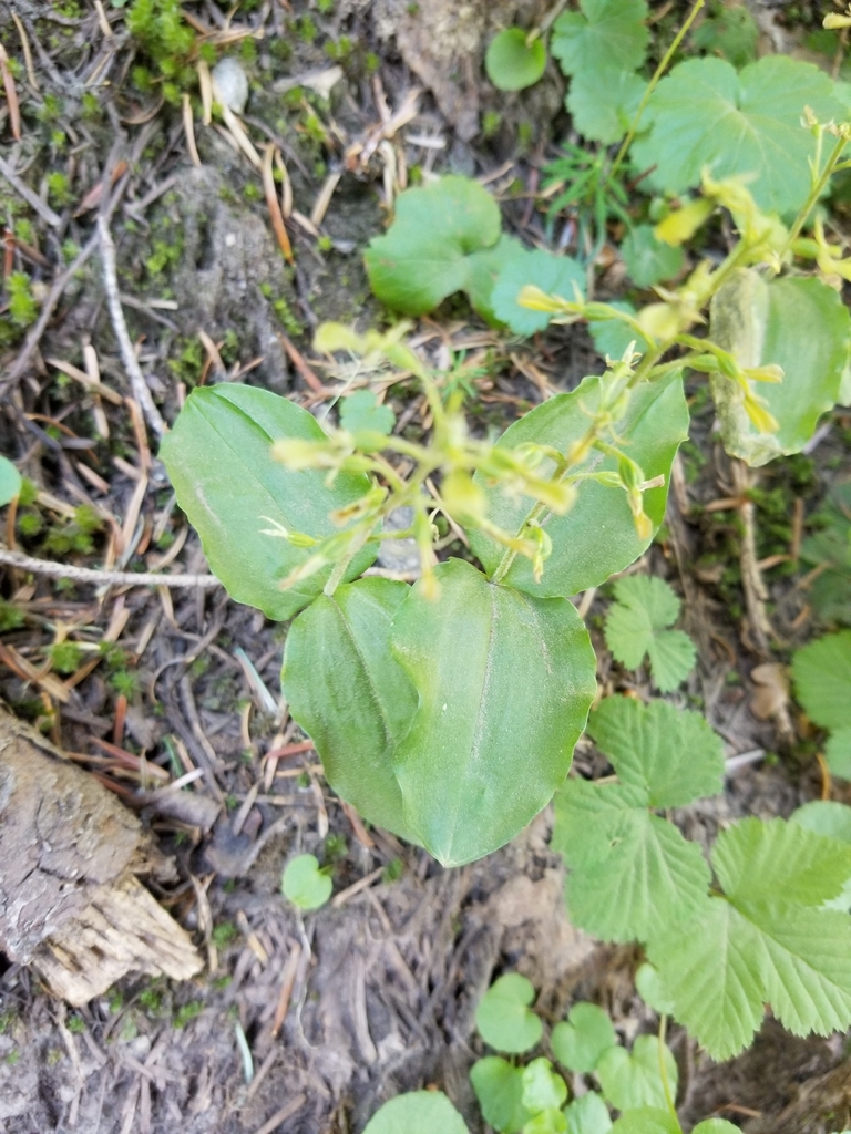 Northwestern twayblade (Neottia banksiana)