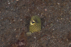 Heteroconger taylori