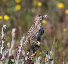Cisticola textrix