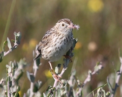 Cisticola textrix