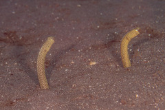 Heteroconger taylori