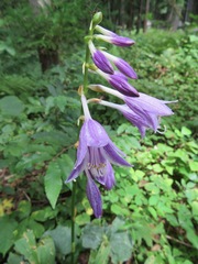 Hosta sieboldii