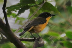 Pachycephala vitiensis