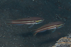 Valenciennea helsdingenii