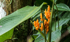 Stromanthe stromanthoides