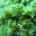 Zanardinia typus - Photo (c) Ester Serrao, some rights reserved (CC BY-NC), uploaded by Ester Serrao