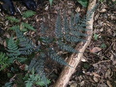 Arachniodes aristata