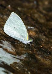 Leptophobia eleusis eleusis