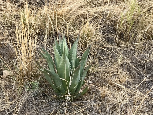 Agave shrevei