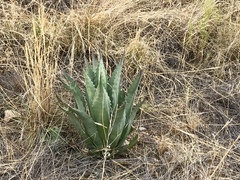 Agave shrevei
