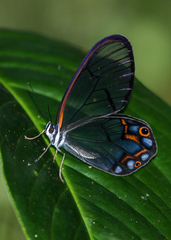 Pseudohaetera hypaesia