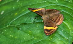 Emesis cypria guppyi