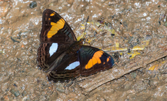 Adelpha justina