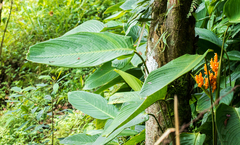 Stromanthe stromanthoides