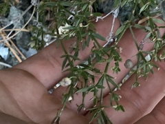 Galium bolanderi
