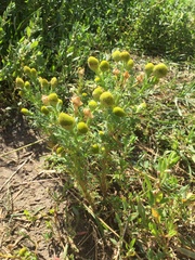 Matricaria discoidea