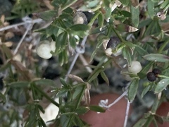 Galium bolanderi