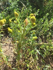 Matricaria discoidea
