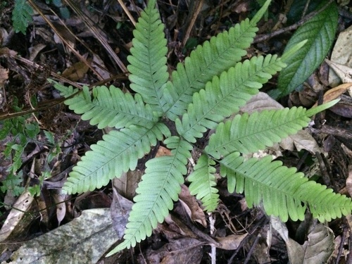 Pteris kawabatae iNat (1)