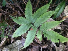 Pteris kawabatae