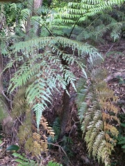 Alsophila spinulosa