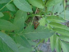 Bembecia ichneumoniformis