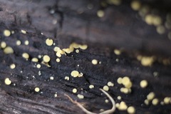 Calycina claroflava