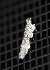 Hypatima simulacrella