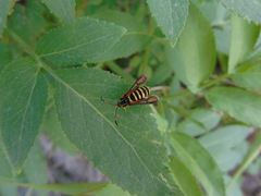 Bembecia ichneumoniformis