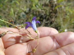 Campanula sparsa sphaerothrix