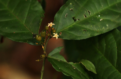 Olax latifolia
