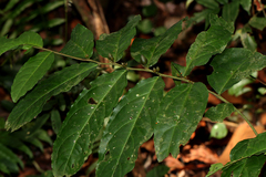 Olax latifolia