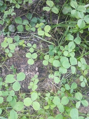 Trifolium repens