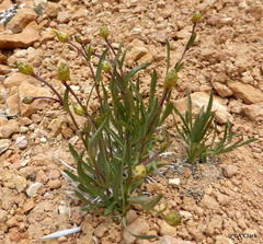 Stenotus armerioides