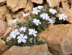 Phlox gladiformis