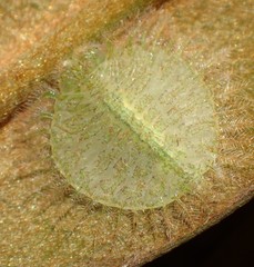 Nymphidae