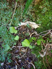 Brachyglottis sciadophila