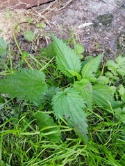 Urtica dioica